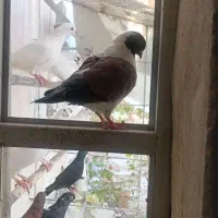 کبوتر مولد
