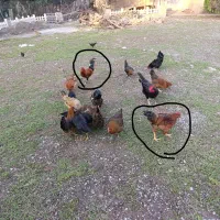 فروش خروس محلی