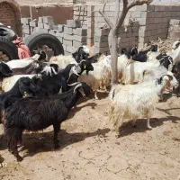 بز زاییده