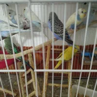 عروس هلندی ،فنچ،مرغ عشق .همستر هم دارم