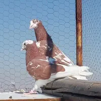 نر وماده دهاتی کاکلی عتیقه کمیاب