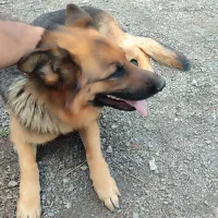 ماده سگ ژرمن نگهبان ۲ ساله