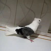 ابلاخ