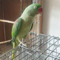 شاه طوطی