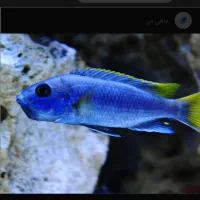 ماهی آیس دم زرد