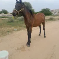 اسب مادیان گمشده