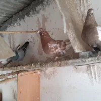 فروش گروهی کبوتر