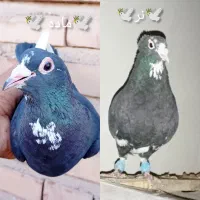 جفت سیاه پلنگ پلنگ خوشگل