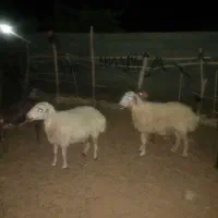 میش