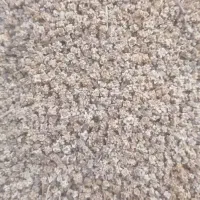فروش بذر لبو درجه یک به شرط