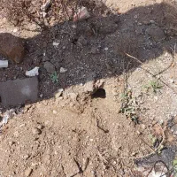 سمپاشی منازل و اماکن عمومی