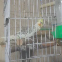 عروس هلندی در تمامی نژاد