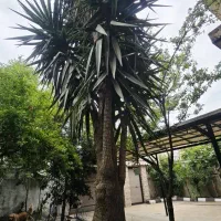 یوکای زیبا