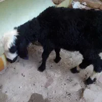 تعدادی بره علفخوار وگوسفند