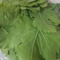 برگ دلمه