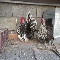 مرغ جاپنیز بالغ تخم گذار