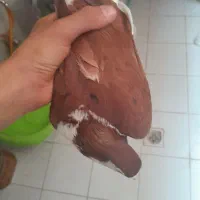 کفتر