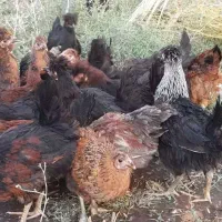 جوجه محلی
