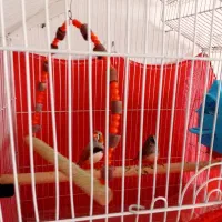 فنچ|پرنده|سلماس, |دیوار