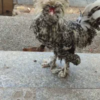 خروس