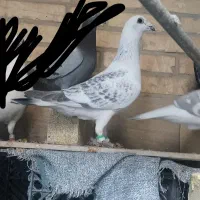 کبوتر شامی مگس و پلاکی