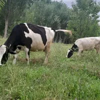 گاو شیری با گوساله جوان دامازدیخ
