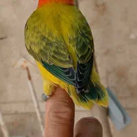 جوجه کوتوله