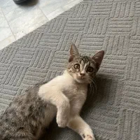 بچه گربه