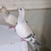 شامی عطیقه