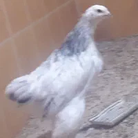 مرغ برهما