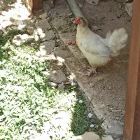 مرغ و خروس تخم گذار