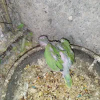 فروش جوجه طوطی ملنگو