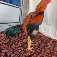 خروس لاری