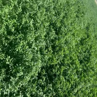 یونجه فروش