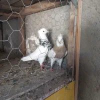 طوقی فروشی