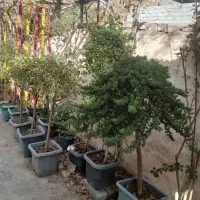 گیاهان آپارتمانی و باغچه ای و نهال