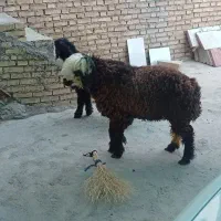 بره چاق خمیری
