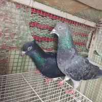 کفتر|پرنده|مشهد, چاهشک|دیوار