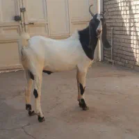 بز نر بزرگ جهت فروش