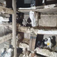 کفتر تهرانی شازده سرور