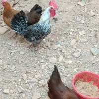یک عدد خروس با هفتا مرغ باهم بفروش می‌رسد