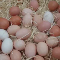 تخم مرغ نطفه دار