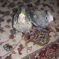 عروس هلندی