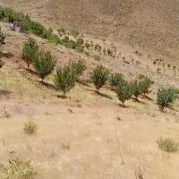 باغ درخت میوه با اکتیاز آب