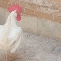 خروس