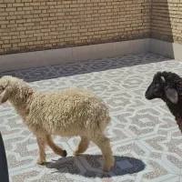 رامشیر