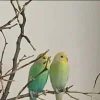 جفت  مرغ عشق نر ماده