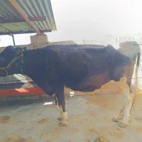 گاو شیری دورگه هلشتاین سمینتال