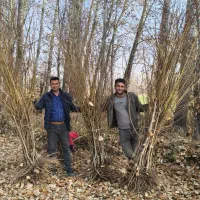 انواع نهال های پایه رویشی