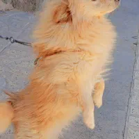 سگ پامبر